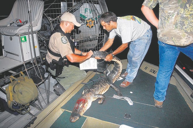 An unidentified FWC officer checks agent Dave Manna's tag on 7-foot 
alligator shot by client Roger McCulloch of Logan,Ohio.ASSOCIATED PRESS / 
JOE RIMKUS JR.