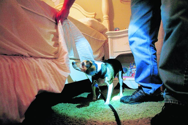 Ruby, a bedbug-sniffing beagle for NYBedbugDogs.com, inspects a child's 
bedroom in New York City.
NEW YORK TIMES / KIRSTEN LUCE