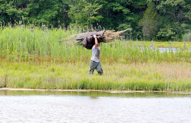 EJ Hersom/Staff photographer 
Chris Solberg carries a bundle of invasive reeds on his head through the marsh near Odiorne Point in Rye recently.