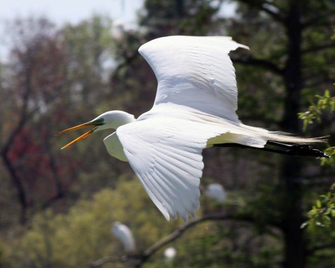 Winner of the Photo contest; Flight of the Egret.