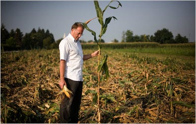 Last week, Giorgio Fidenato, who had planted genetically modified corn, stood amid stalks that had been trampled by antiglobalization activists.