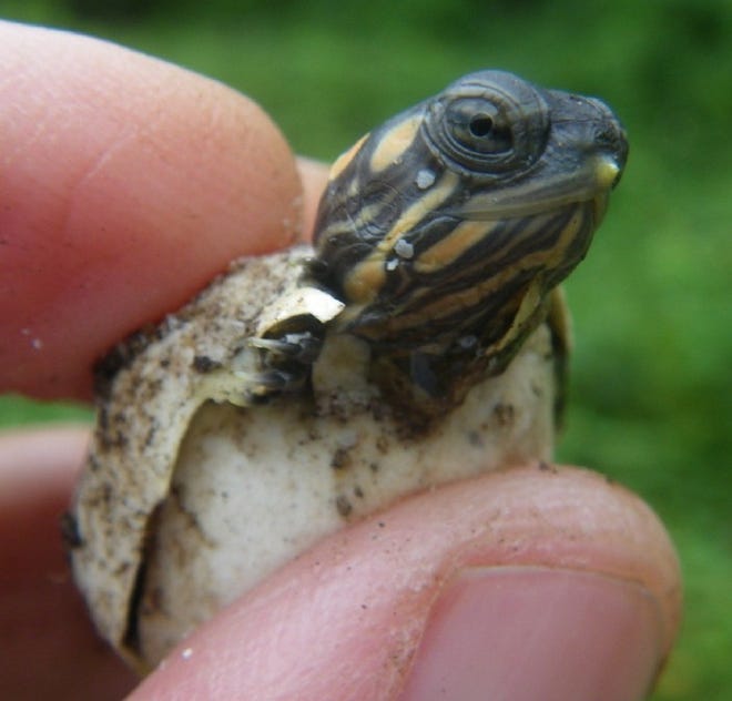 Turtle expert Don Lewis holds one of the tiny turtles that recently hatched at the Wareham Community Garden.