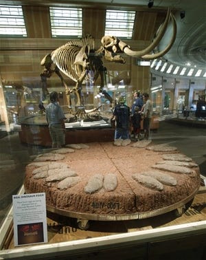 A fossilized nest of 26 dinosaur eggs arranged in pairs and laid by an unknown species of the feathered, beaked oviraptorosaurs is displayed, Thursday, Aug. 26, 2010, at the Museum Center in Cincinnati. The fossils were discovered in a province in China and are making their United States debut at the museum center.
