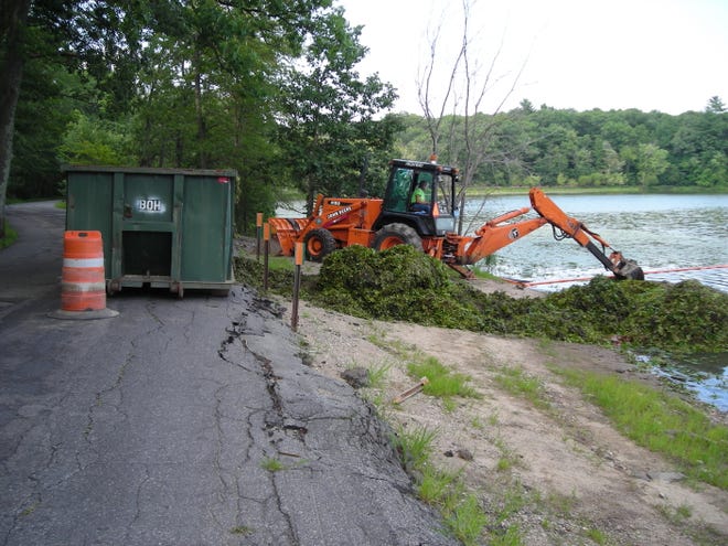 The Wayland Department of Public Works helps removes large amounts of weeds