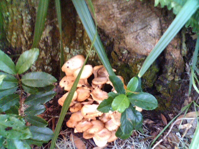 Larry Figart/UF/IFAS ExtensionMushrooms are common on lawns now because of the frequent and heavy rains in the area.