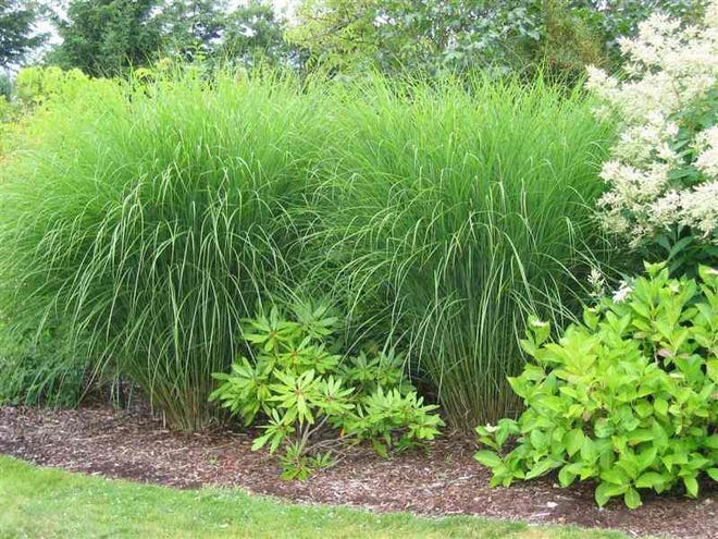 Miscanthus provides attractive textural accents for both sunny and shady sites.