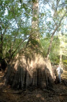 Dave Klahn measures one of the largest Cypress trees in the Murf Tract it was 44.5 feet around. Richard Burkhart/Savannah Morning News