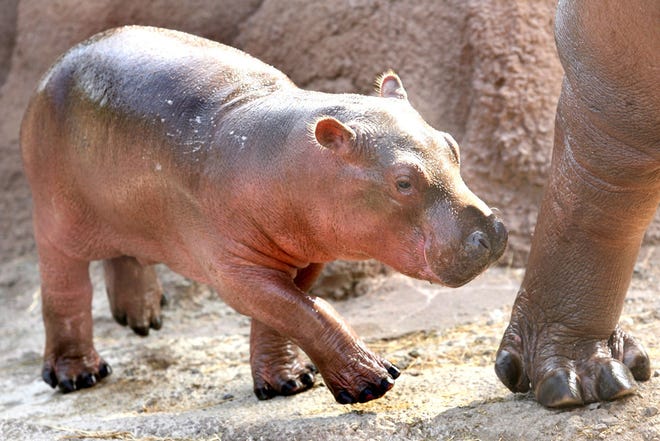 Vision, the Topeka Zoo's 11-day-old baby hippo, walks next to his mother, Mara, in their outdoor exhibit Tuesday morning. A $4,200 bid at the Topeka Active 20/30 Club gala gave naming rights to Gary Yager, president of Vision Bank.