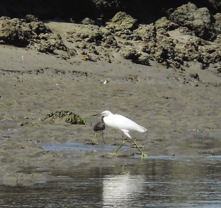 A snowy egret and a yellowleg sandpiper feed along a marsh. Soon the shorebirds will begin to move south as a cohesive unit.