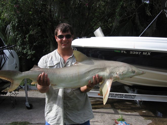Robert Turner caught this 4-foot sandbar shark 2 miles off Mayport. The shark hit on a pogy and fought for 30 minutes.