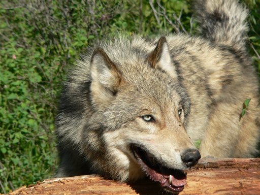 This 2004 photograph provided by Montana Fish, Wildlife and Parks shows an adult male wolf from the Lazy Creek pack north of Whitefish, Mont. Government agencies are ramping up killings and removals of gray wolves in the Northern Rockies and Great Lakes, despite two recent court actions that restored the animal's endangered status in every state except Alaska and Minnesota.
