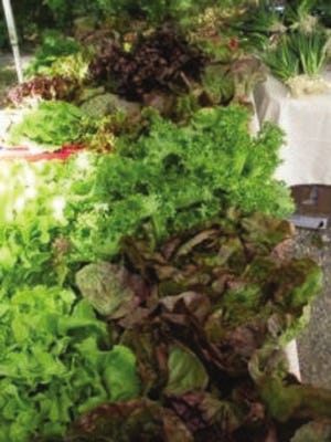 Connollyís Organics sells mixed greens, lettuce, tomatoes and more.