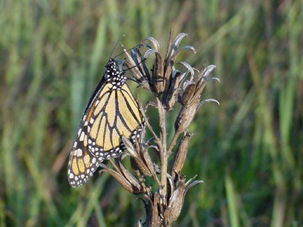 Monarch butterflies are in the process of migrating to Mexico. Below, a Viceroy butterfly can be mistaken for a Monarch.