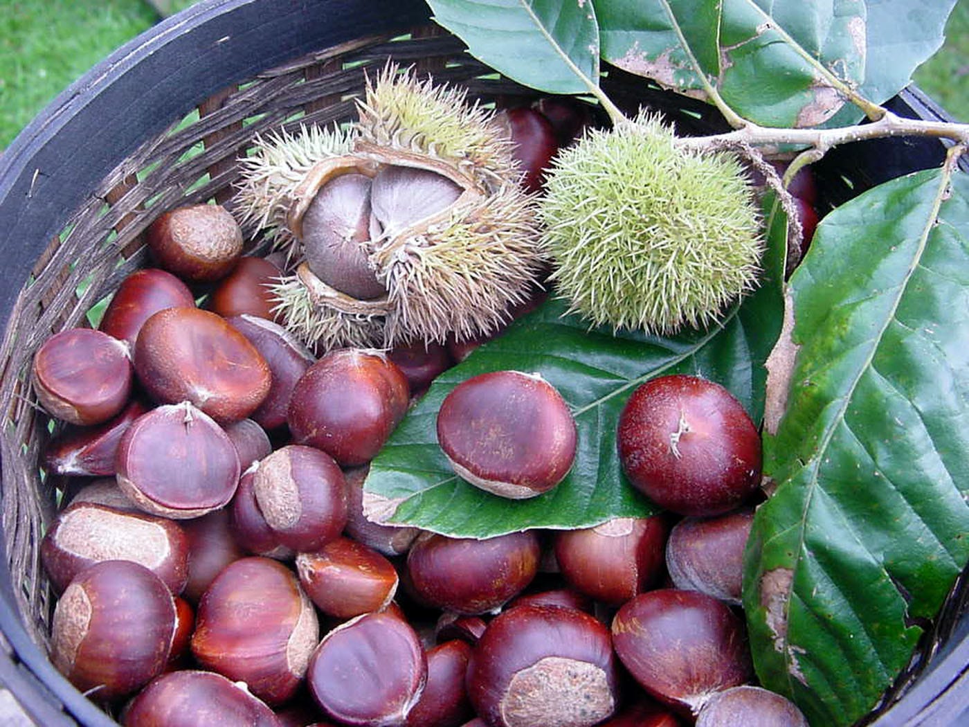 Know the difference between sweet, horse chestnuts