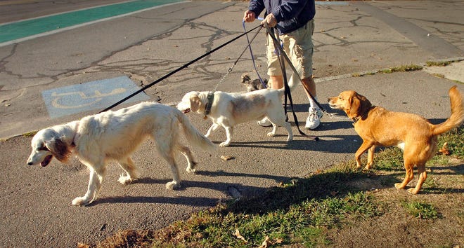 Phil Turner walks his family’s four dogs, near the Plymouth waterfront Tuesday afternoon. The dogs are, from left, Lola, Calvin, Winston (partly obscured) and Madison.