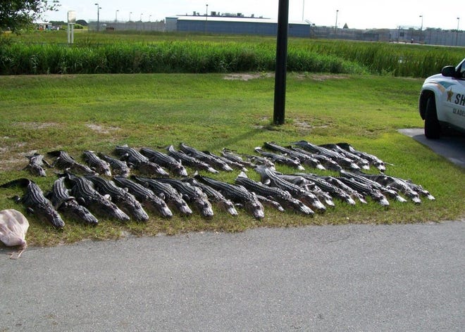 The carcases of 36 gators, killed by a pair of poachers in Glades County.