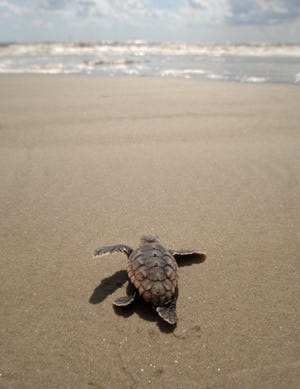 A loggerhead sea turtle hatchling treks straight to the ocean after being dug from its nest on Wassaw Island. (John Carrington/Savannah Morning News)