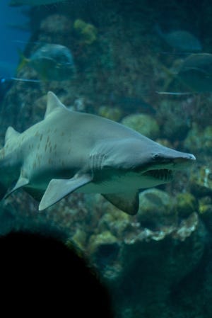 Three sand tiger sharks, like the one pictured here, are among the seven sea animals temporarily living in Quincy as their tank at the New England Aquarium is being treated for parasites. The aquarium's offsite location in the Quincy Shipyard will serve as a holding facility and the headquarters for the Marine Animal Rescue Team.