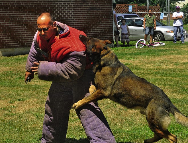 Sgt. Derek Alves, a K-9 training officer for the Bristol County Sheriff's Office, works with Paco.