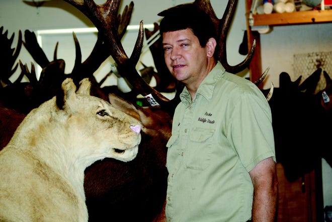 Robyn Rocke, owner of Rocke's Wildlife Studio in Eureka, stands next to a full-sized lion that he is working on for a customer who shot it while on an African safari.