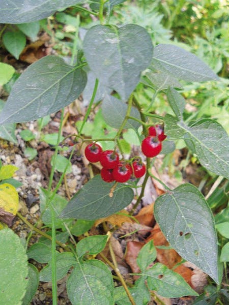 There S Another Bittersweet In Town There S Another Bittersweet In Town