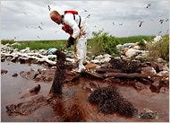 A cleanup worker on June 4, picking up an absorbent snare filled with oil on Queen Bess Island in Plaquemines Parish, La.