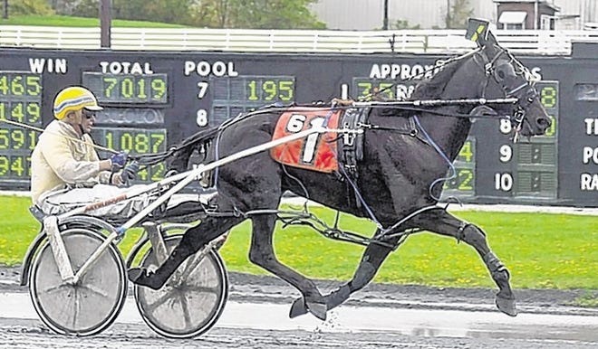 Gerry Fielding reins in Lemon Drop Hall as the winner of the Spain versus U.S. driving contest at the Monticello Raceway.