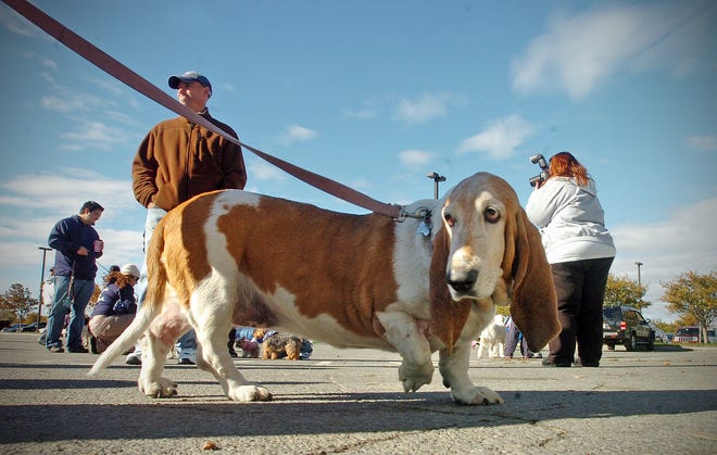 Twinkle Toes, a bassett hound owned by Michelle Bachman, waits for the start a one-mile walk around Squantum Point Park  in Quincy on Saturday, Oct. 16, 2010.