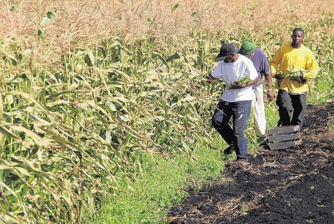 Robin Hardy, left, The Rev. Hugh Farrish of Bowen Memorial Baptist Church in Mount Vernon, and Okuffo Spigner harvest corn in a Black Dirt field in the Town of Goshen on Wednesday, Sept. 29, 2010. The crops Farrish grows are donated to food pantries and senior centers.