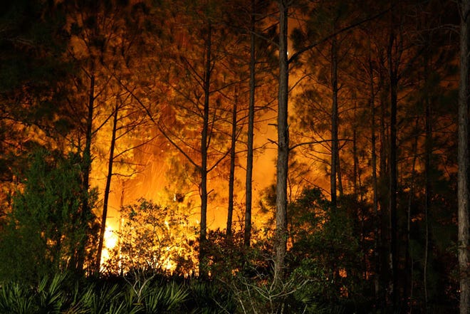 A fire off State Road 312 burns trees and brush late Friday evening. The fire was caused by a homeless campfire getting out of control, according to a homeless man. By TY HINTON, ty.hinton@staugustine.com