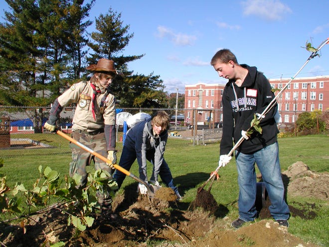 (Left to right) Peter Sevatius, Kevin Froimson and Coady Reynolds, members of Boy Scout Troop 54, plant a tree at Quinsigamond Community College today.