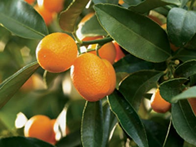 Cover your citrus tree with a frost cloth or other fabric material when the temperature drops below 28 degrees. (Courtesy of Wendy Wilber)