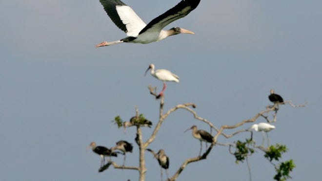 An endangered wood stork takes flight at the Arthur R. Marshall Loxahatchee National Wildlife Refuge.
