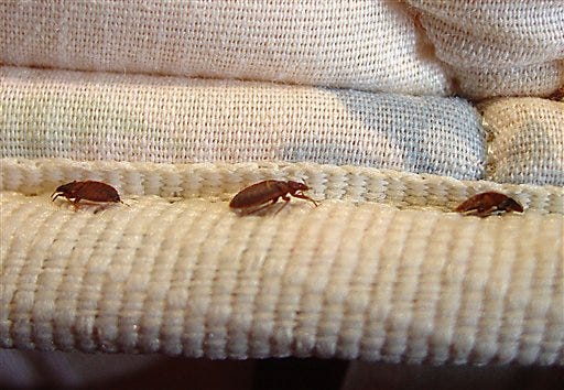 This undated file photo provided by Orkin LLC shows bed bugs. New York City's bedbugs have climbed out of bed and boldly marched into places like the Empire State Building, Bloomingdales and Lincoln Center, causing fresh anxiety among New Yorkers and tourists alike.