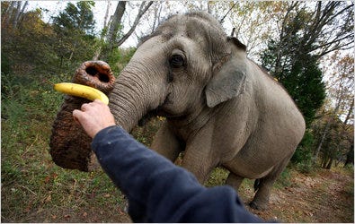 Tarra, a 36-year-old Asian elephant at the sanctuary in rural Tennessee founded 15 years ago by Carol Buckley, a former circus performer, and Scott Blais.