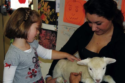 Submitted Photo 
Charlotte Storch, 4, feels the soft wool of Betty, a 3-week-old lamb who visited Great Beginnings Children’s Learning Center.