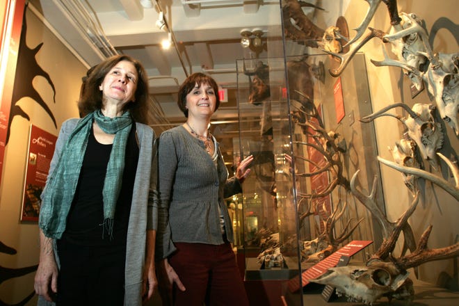 Elisabeth Werby, left, executive director of Harvard Museum of Natural History and Jan Sacco Director of Exhibitions at the museum stand inside the Harvard Museum of Natural History's Head Gear exhibition showcasing a variety of animals with horns and antlers.