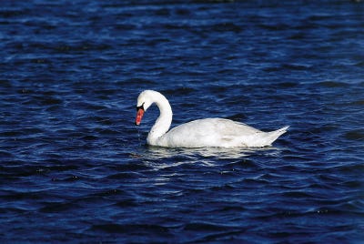 Photo courtesy of NJ Division of Fish and Wildlife 
There is an estimated New Jersey population of 1,500-2,500 mute swans. The birds weigh from 20 to 35 pounds, yet eat up to eight pounds of vegetation per day.