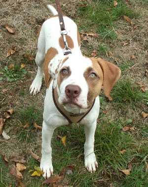 Josie, a 9-month-old hound mix, is available at Milton Animal Shelter. Call 617-698-0413.