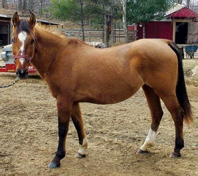 Submitted Photo - Aurora, a 20-year-old quarterhorse, ran away from a Hardyston farm in August and has been missing ever since.