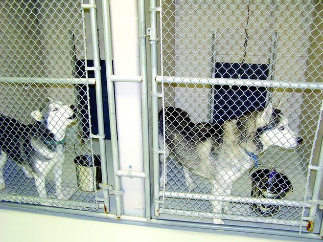 The four Siberian Huskies of Ralph and Susan Fries have been housed in private kennels at Cumberland Valley Animal Shelter since April 23, as per state regulations. They are exercised daily and await their fate for a permanent home.
