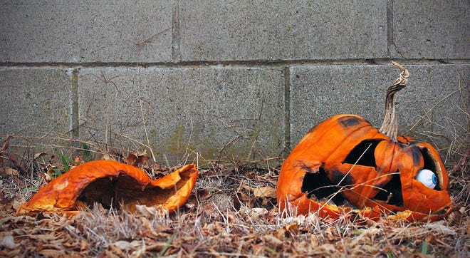 Halloween jack-o’-lanterns, a few weeks past their prime, sit in a yard in South Quincy.