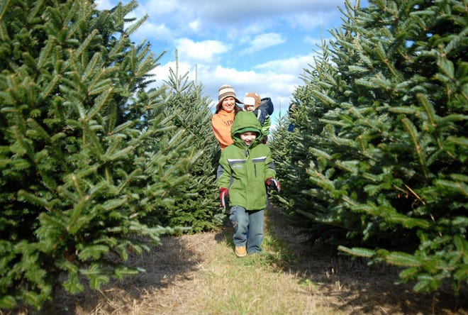 William Tardif, 4, of Griswold, leads his mother, Kristy and brother, Edward, 11 months, on a search the perfect Christmas tree at Geer's Tree Farm in Griswold Saturday, November 27, 2010.