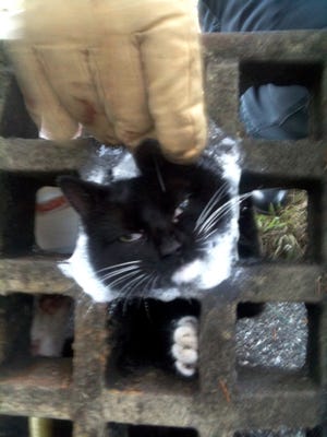 Workers attempt to free a cat trapped in a sewer grate.