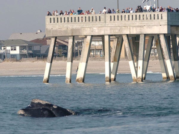 A female whale, believed to be named Calvin and her calf, swam off Wrightsville Beach on December 30, 2004. The pair of whales swam along the beach and near Johnnie Mercers Pier for more than three hours to entertain beachgoers and a few boaters .
