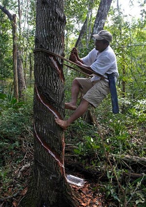 Mayan Indian Pedro Chuc May collects sap from a tree known as 'gum tree', to produce handcrafted chewing gum in Betania, Mexico, Tuesday, Nov. 30, 2010. During the annual UN Climate Change Conference which is being held in Cancun, Mexico, the World Meteorological Organization said Tuesday the heat waves that killed thousands of people in Europe in 2003 and that choked Russia earlier this year, will appear like an average summer in the future as the Earth continues to warm.