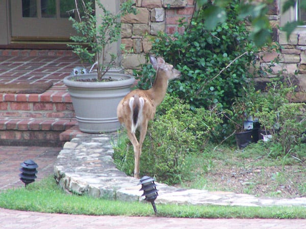 A deer nibbles on a home's landscaping in the Piedmont area of North Carolina.