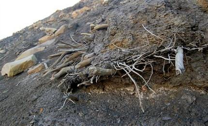 This undated image provided by Ohio State University shows an outcropping of mummified tree remains on Ellesmere Island in Canada. A melting glacier revealed the trees, which were buried by a landslide 2 to 8 million years ago, when the Arctic was cooling. This mummified forest is giving researchers a peek into how plants reacted to ancient climate change. That knowledge will be key as scientists begin to tease out the impacts of global warming in the Arctic. (AP Photo/Ohio State University, Joel Barker)