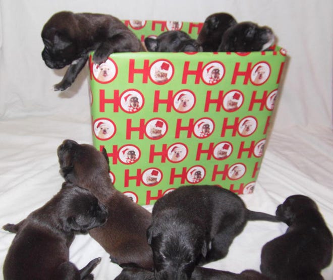 A bpx full of puppies are available for adoption just in time for Christmas.