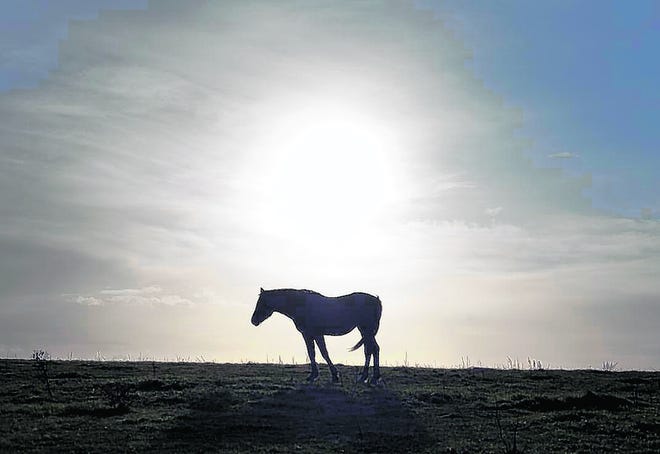 An abandoned horse roams the Dunsink tip, a muddy dome stretching over hundreds of windblown acres that was a once a landfill, near Dublin in 
November. ANDREW TESTA / THE NEW YORK TIMES